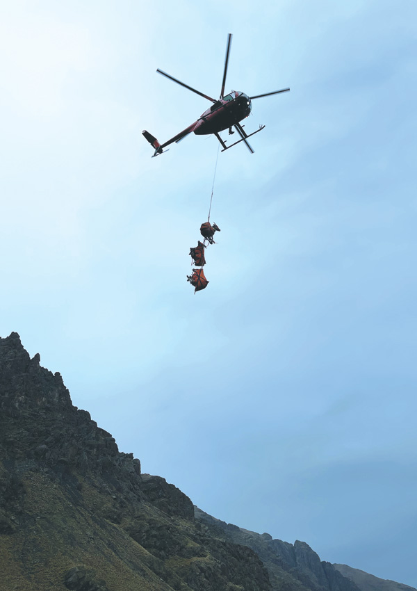 translocating sheep with a helicopter